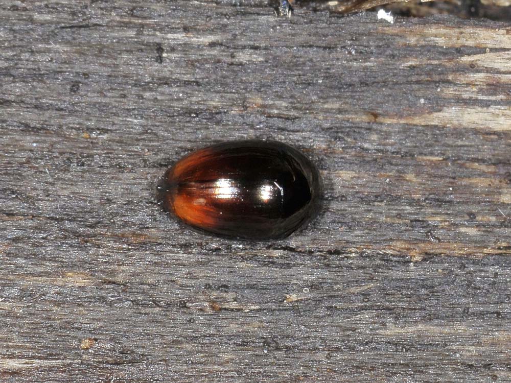 Phalacridae: Olibrus sp?   Sì,  Olibrus cfr. affinis